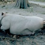 Das Pork Barrel-System der Philippinen