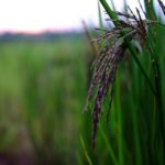 Die Reispflanze – Ursprung des Hauptnahrungsmittels für 107 Mio. Filipin@s © https://www.maxpixel.net/Organic-Rice-Food-2411088