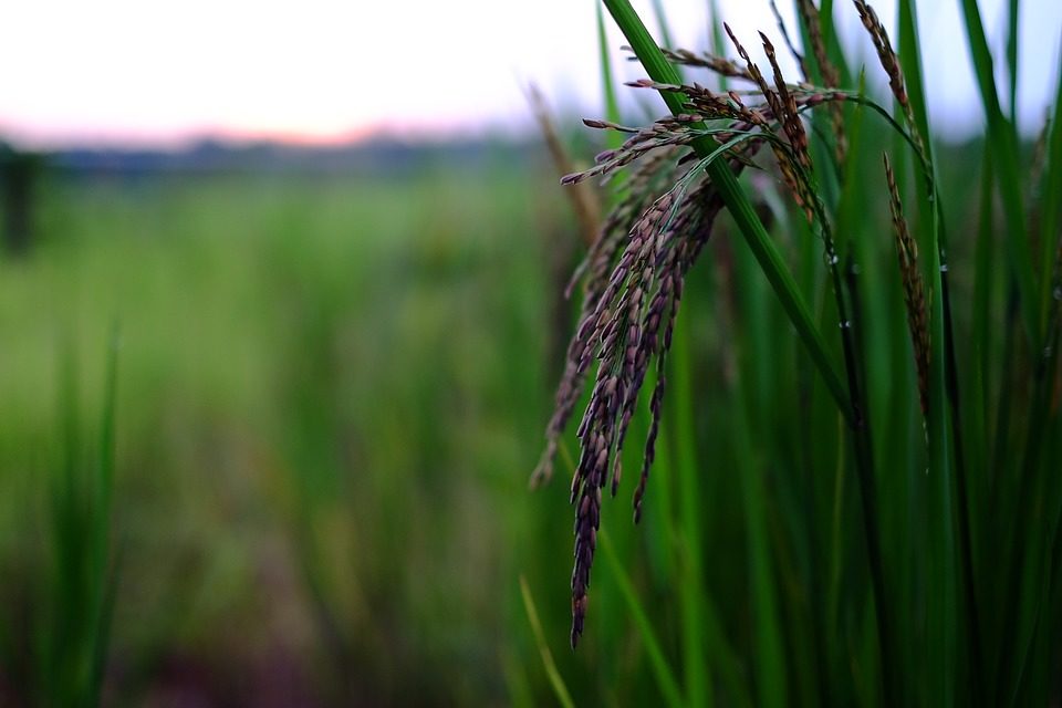 Die Reispflanze – Ursprung des Hauptnahrungsmittels für 107 Mio. Filipin@s © https://www.maxpixel.net/Organic-Rice-Food-2411088