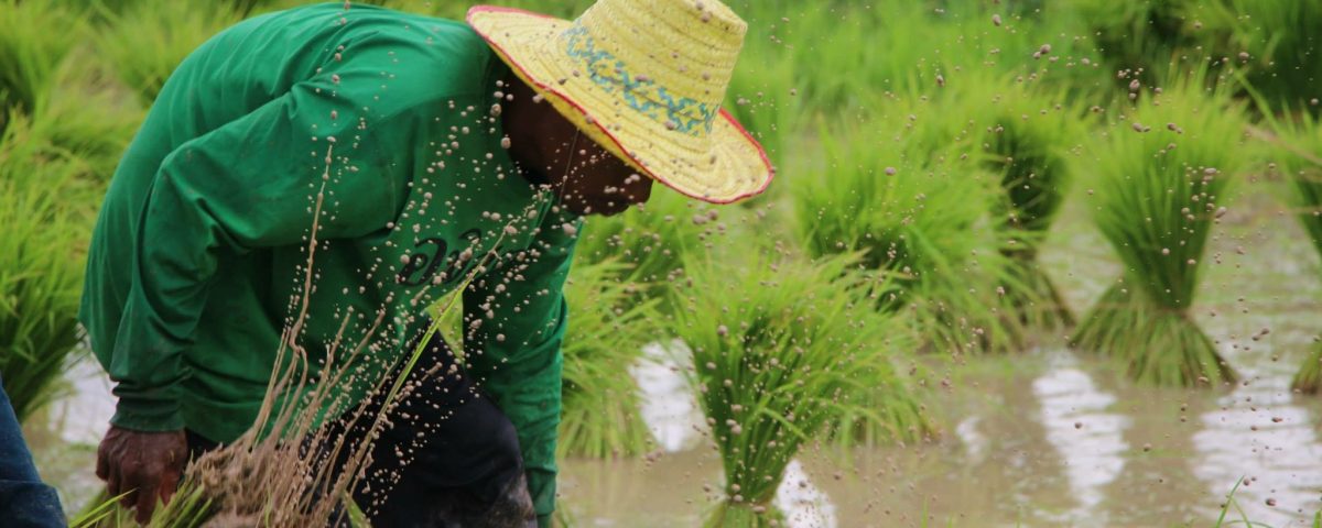 Reisbauern bei der Entwurzelung von Jungpflanzen © AMRU Rice
