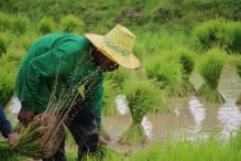 Reisbauern bei der Entwurzelung von Jungpflanzen © AMRU Rice