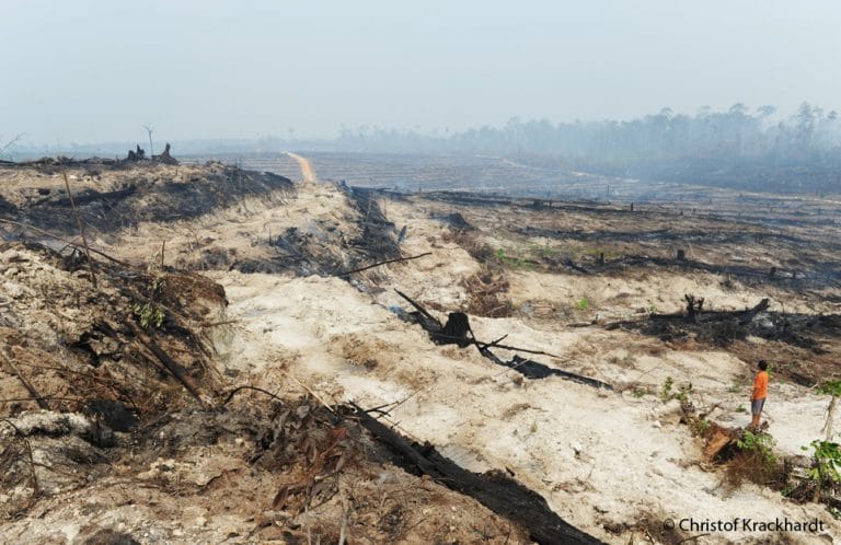 Wiederaufforstung Von Nutzh lzern In Indonesien S dostasien wiederaufforstung-von-nutzh-lzern-in-indonesien-s-dostasien