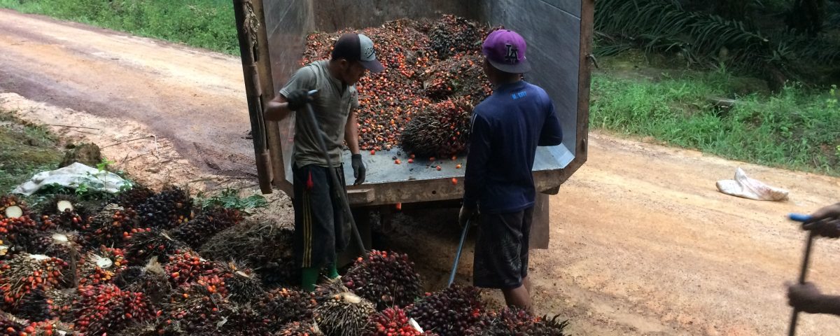 Imke Rödel  - Indonesien Palmöl