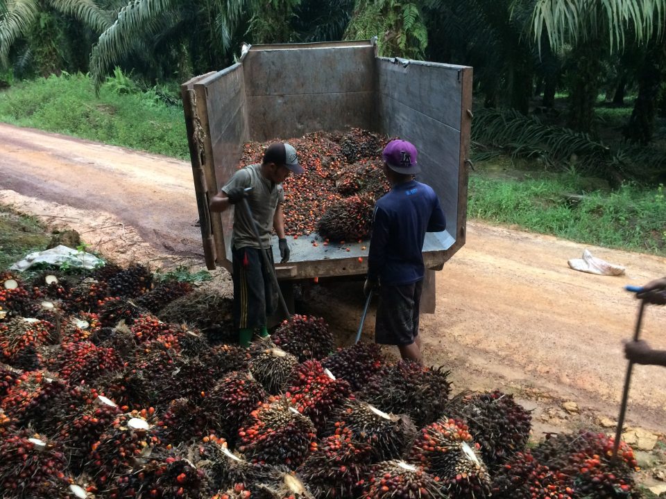 Imke Rödel  - Indonesien Palmöl