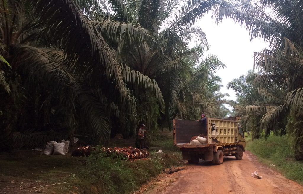 Palmölsiegel: Beweise für Nachhaltigkeit?