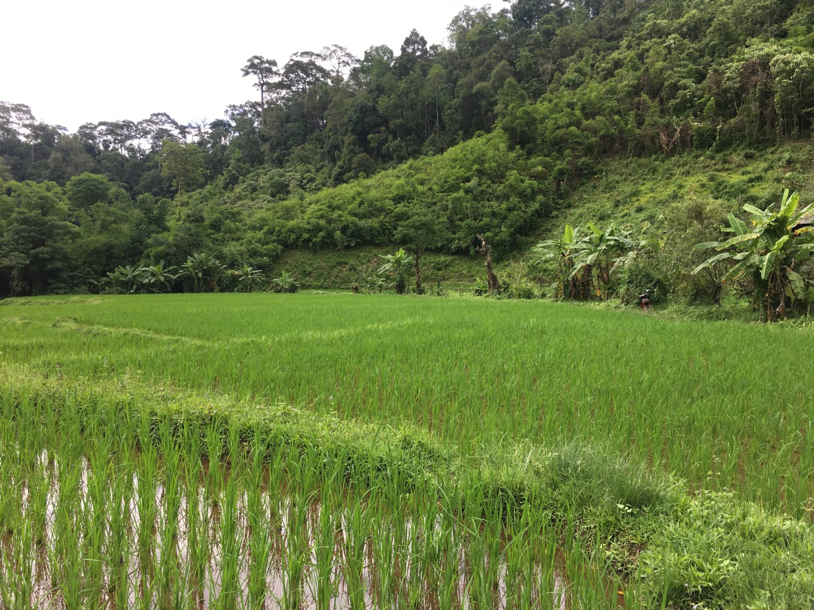 Von Protesten und Verhandlungen: Das Northern Farmer\u0026#39;s Network in Baan Huay Hin Lad Nai ...