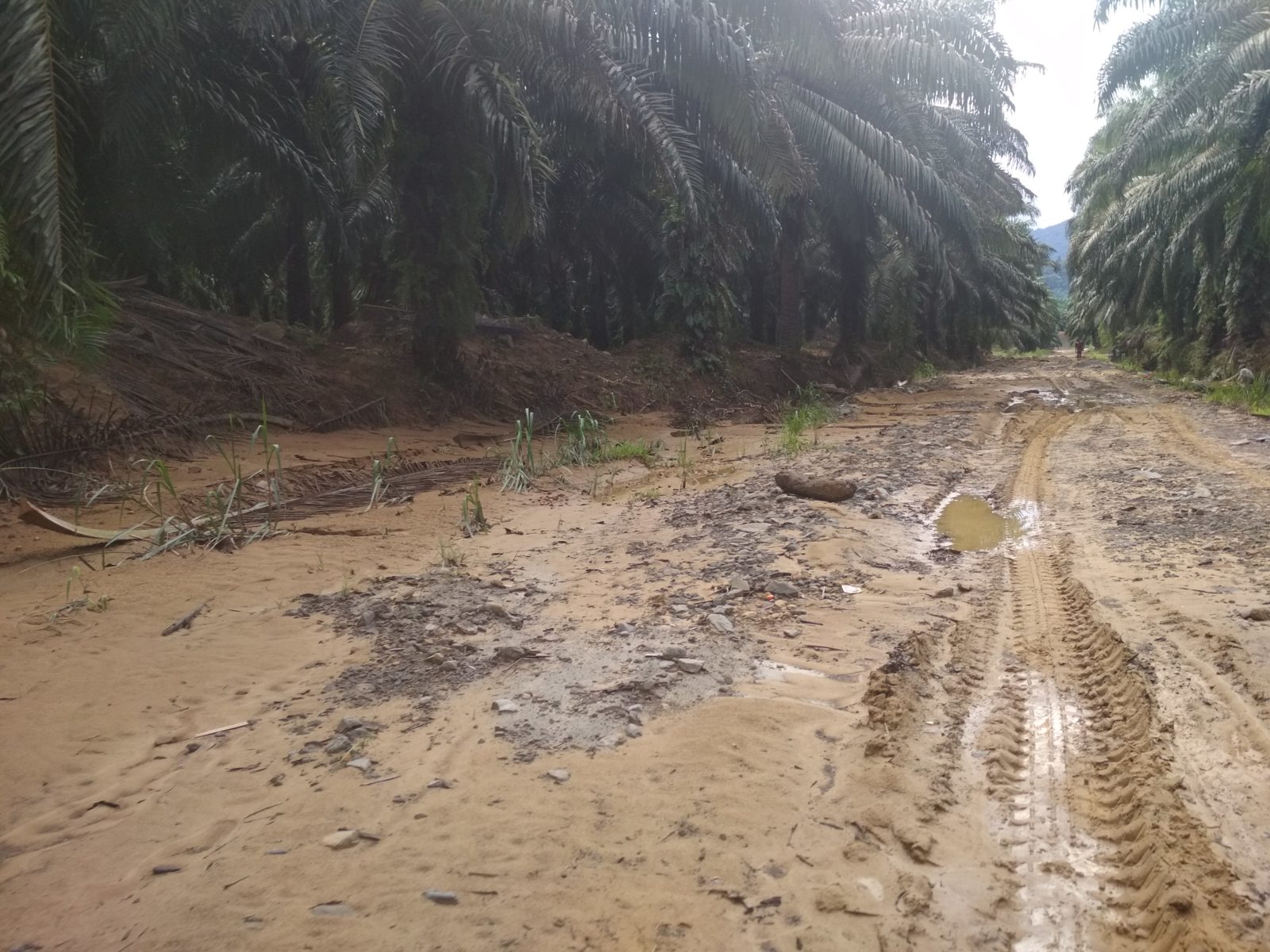 Der Zugang zu den Plantagen wird durch den schlechten Zustand der Straßen erschwert © Rizal Assalam