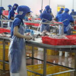 Gewerkschaftsfreiheit in Vietnam Arbeiter*innen in einer Fischfabrik im Süden Vietnams © Marina Kamberovic, 2018