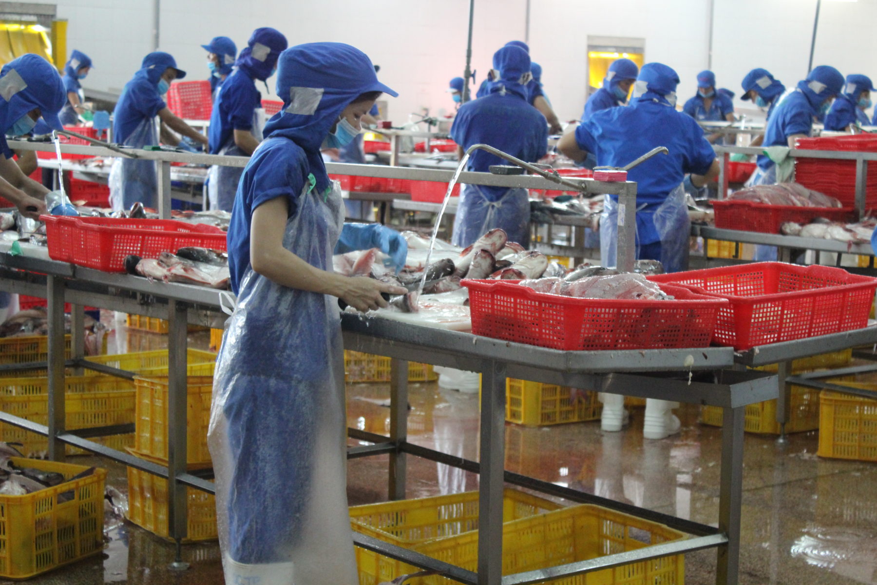 Arbeiter*innen in einer Fischfabrik im Süden Vietnams © Marina Kamberovic, 2018