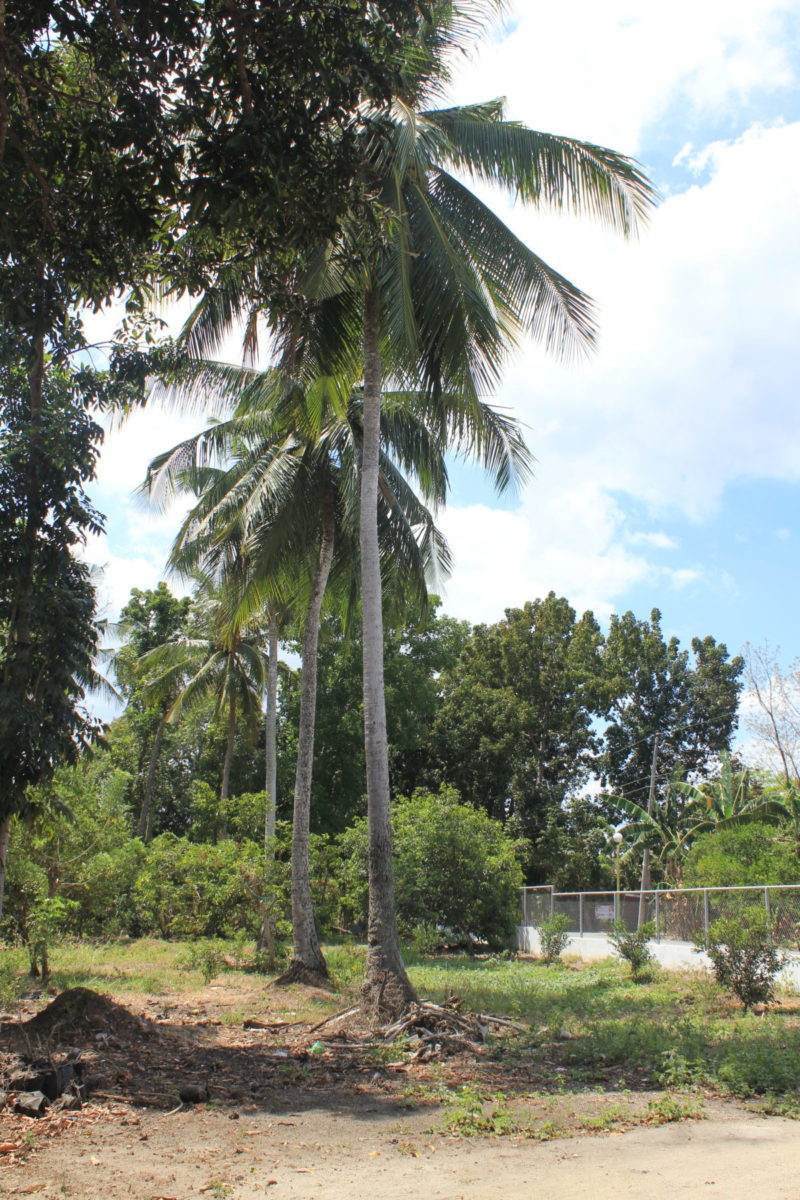 Grünabfälle in Macalamcam werden direkt an die Palmen zur Düngung gelegt © Mirjam Overhoff