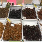 Essbare Insekten - eine Chance für Kleinbäuer*innen