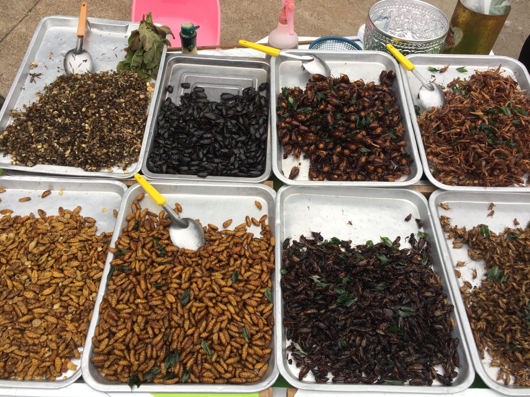 Kambodscha Essbare Insekten S dostasien 2 2020