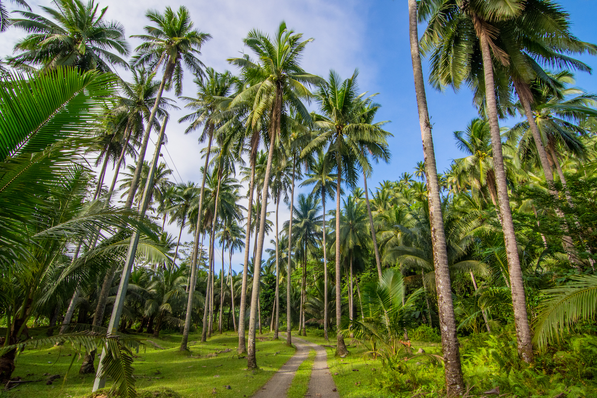 Die Kokospalme – eine aussterbende Art?