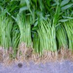 Ein Projekt zur Selbstversorgung: Chalin Food Forest