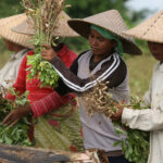 Indonesien Ernährungssicherheit
