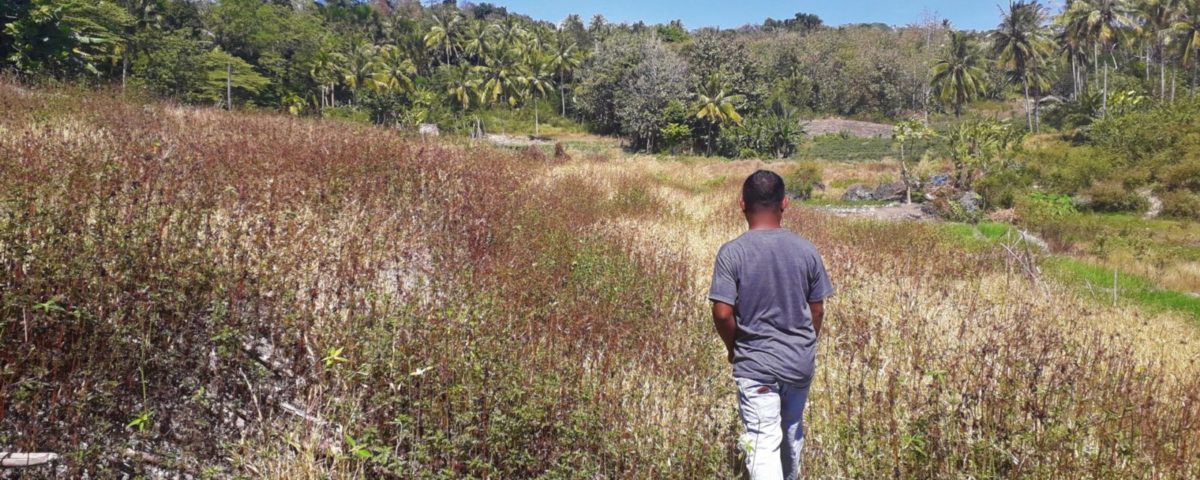 Indonesien Agroforstwirtschaft Mamar