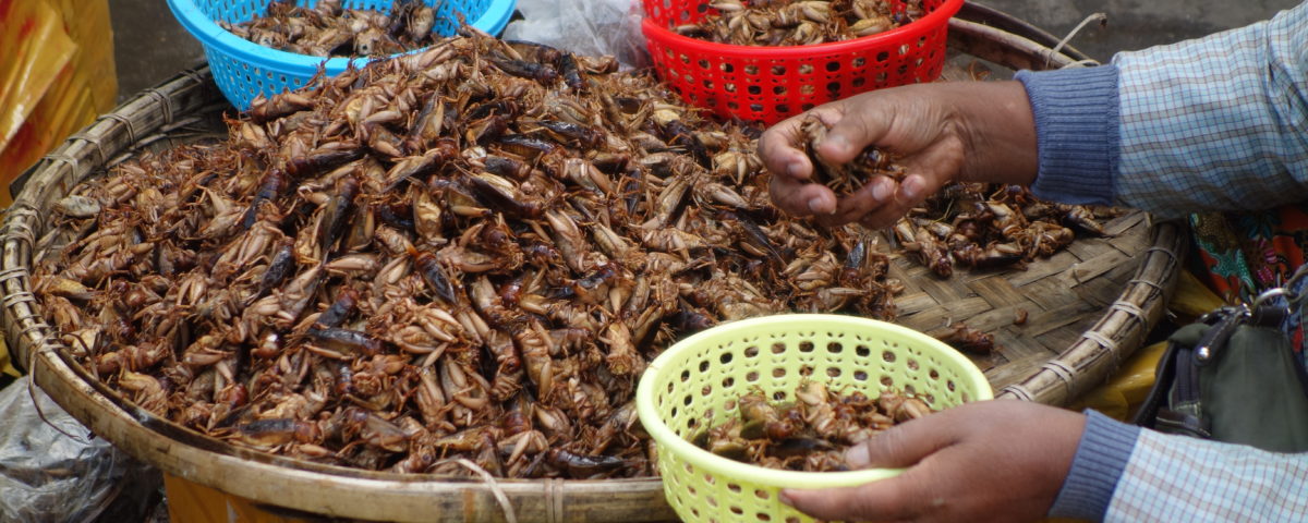 Myanmar Insekten