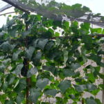 Kambodscha Ernährungssicherheit