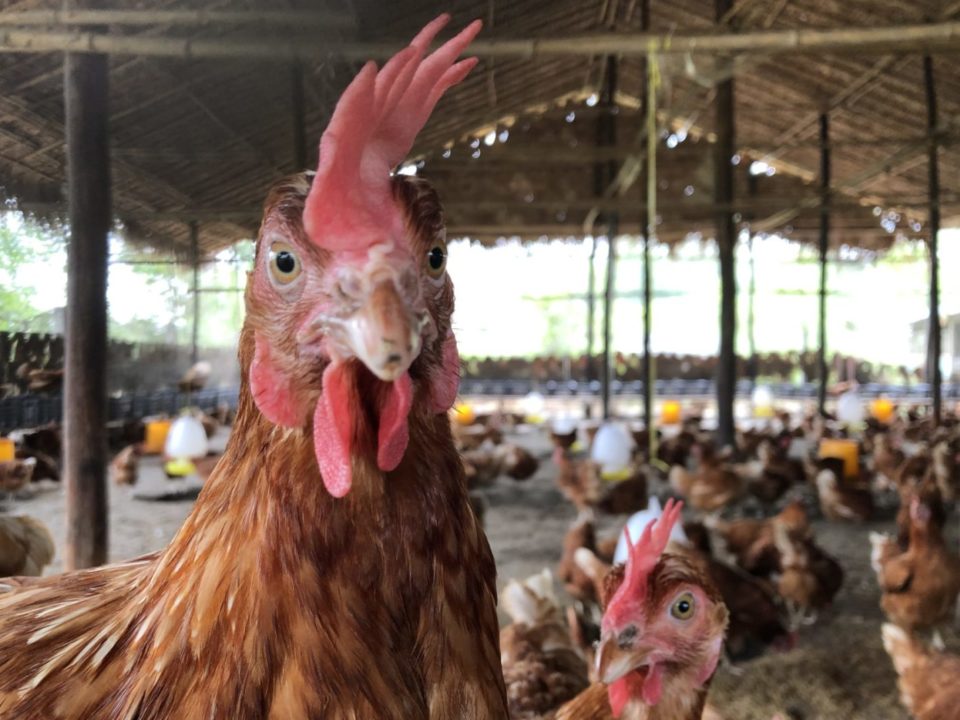 Myanmar Hühner Antibiotika