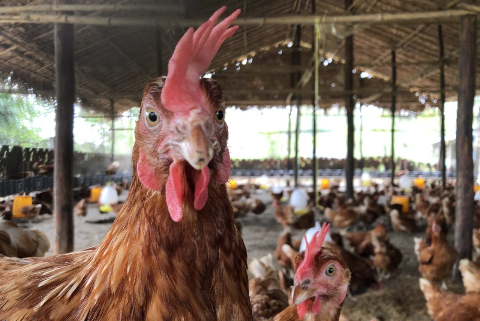 Myanmar Hühner Antibiotika