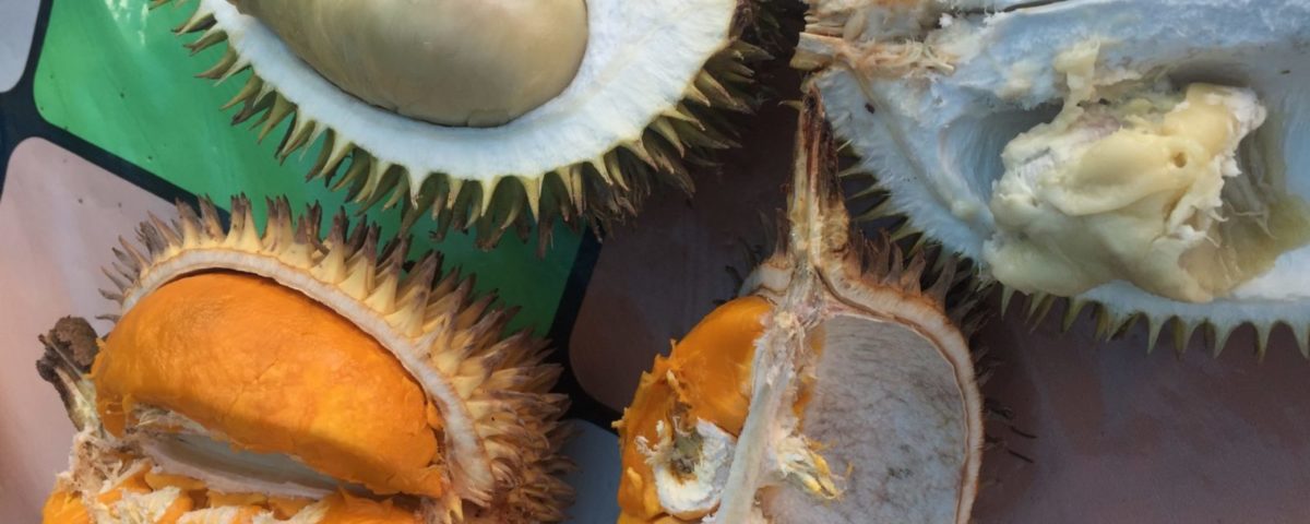 Durian und die Kolonialität der Macht (Teil I)