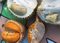 Durian und die Kolonialität der Macht (Teil I)