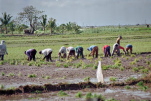 Philippinen, Landwirtschaft, Kleinbauern
