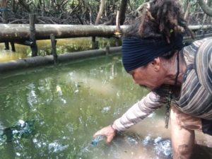 Indonesien, Shrimp-Farm, Umweltschutz