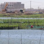 Kambodscha, Wirtschaft, Umwelt