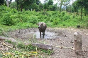 Timor Leste, Wassernutzung, Umweltschutz