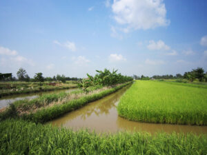 Vietnam, Mekong-Delta, Versalzung