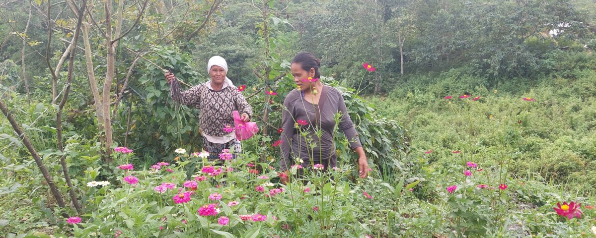 Philippinen, Indigene, Heilpflanzen