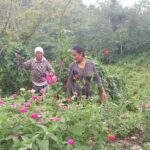 Philippinen, Indigene, Heilpflanzen