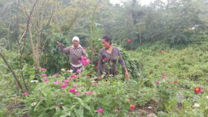 Philippinen, Indigene, Heilpflanzen