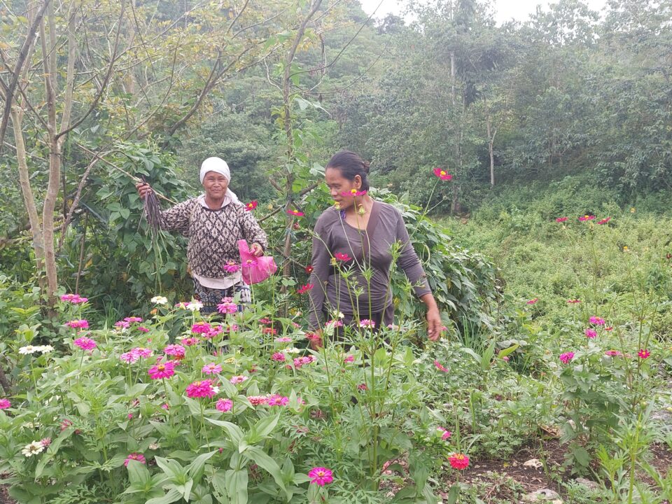 Philippinen, Indigene, Heilpflanzen