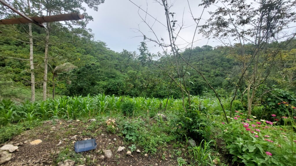 Philippinen, Indigene, Heilpflanzen