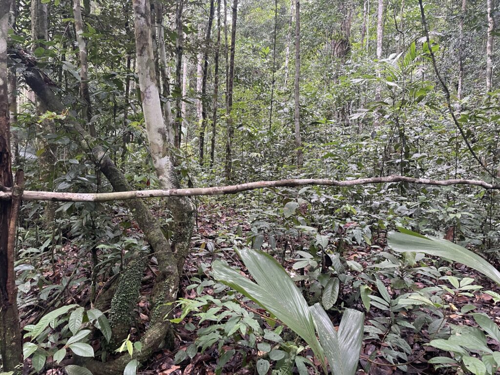Indonesien, unkontaktierte Völker, Bergbau